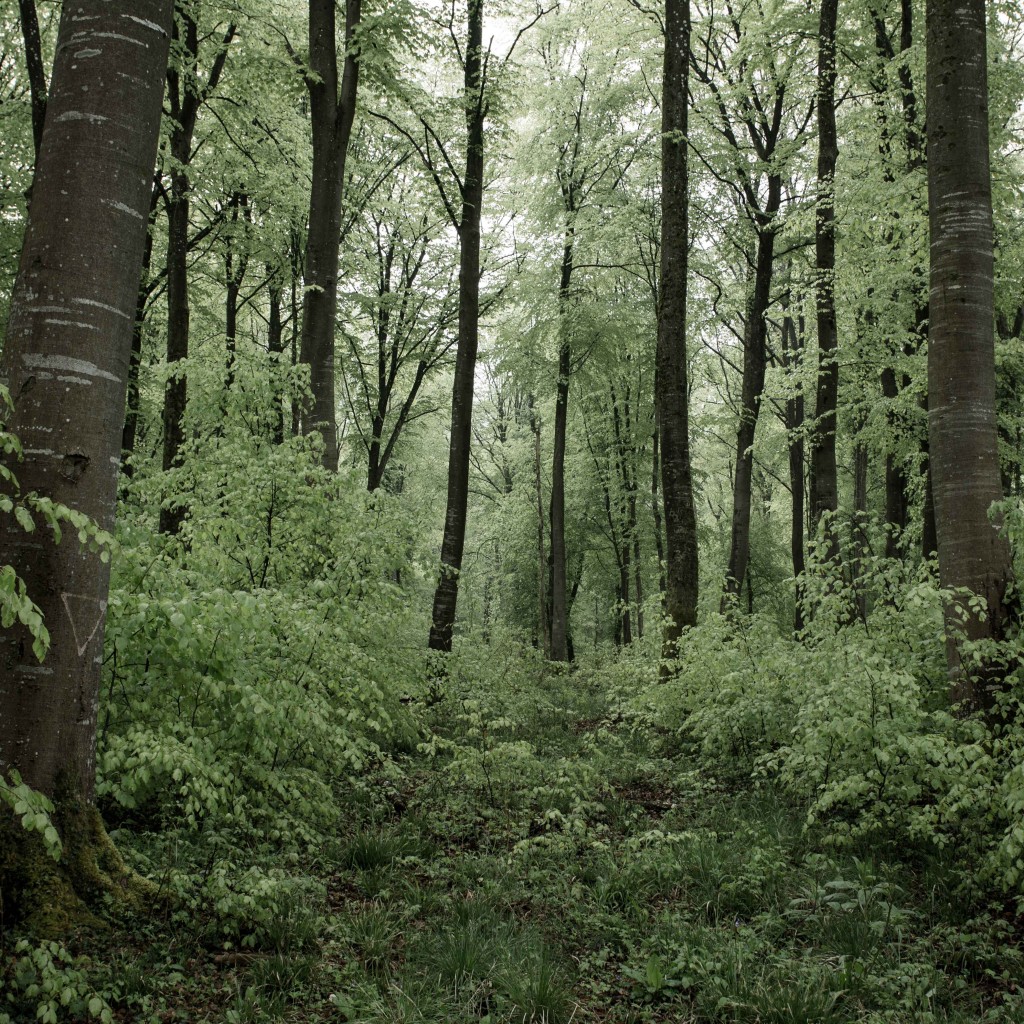 Verdun RED ZONE